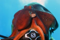 Help! This octopus is eating my head......I can't see any... by Ting Tsui 
